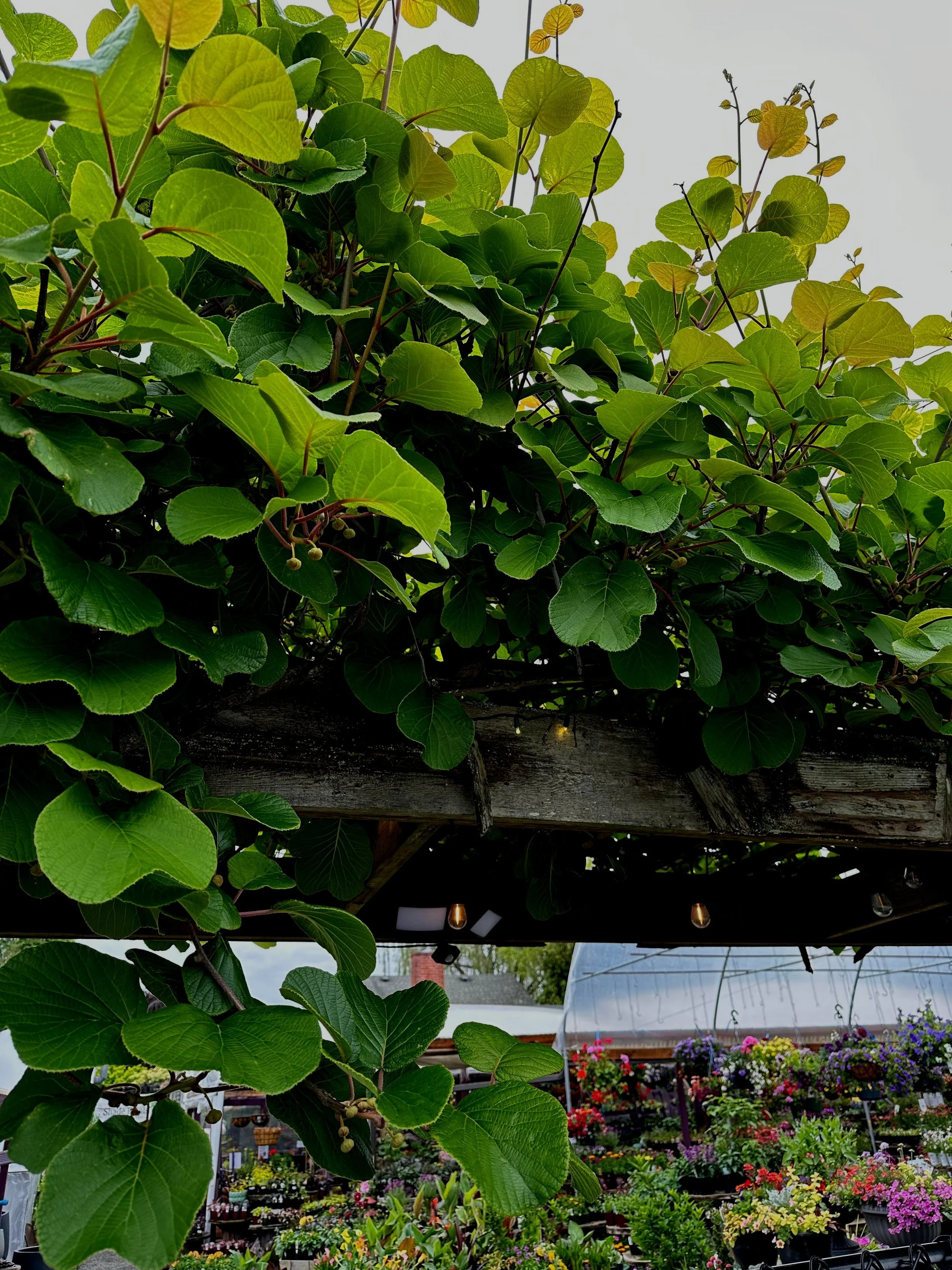 Kiwis — Sunnyside Nursery